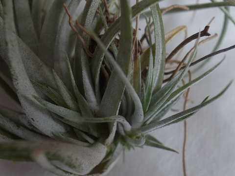 Tillandsia pringlei