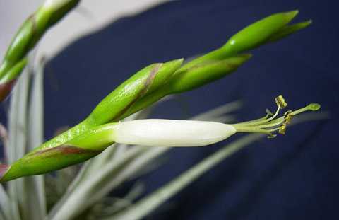Tillandsia pringlei