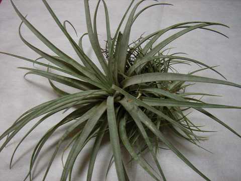 Tillandsia pringlei