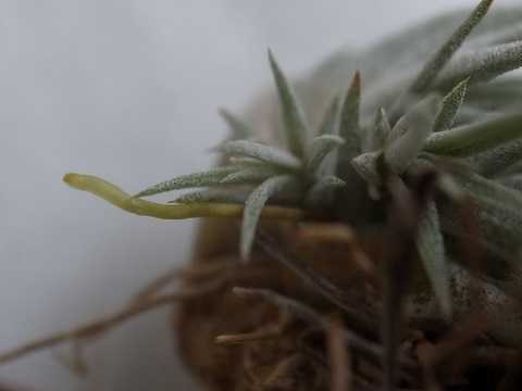 Tillandsia pringlei