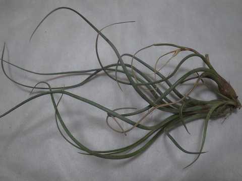 Tillandsia pseudobaileyi