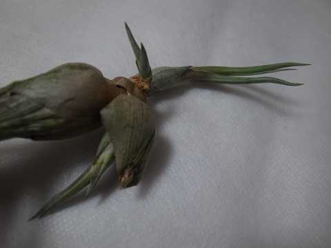 Tillandsia pseudobaileyi