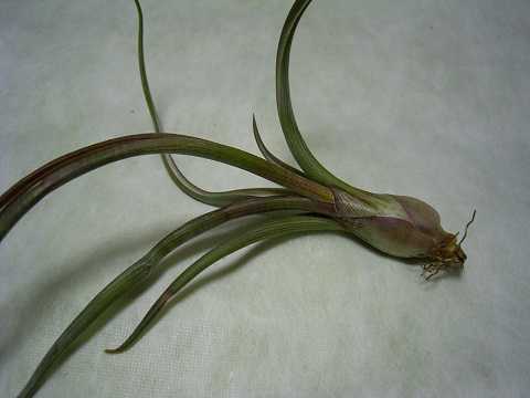 Tillandsia pseudobaileyi