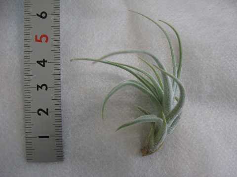 Tillandsia pseudocardenasii
