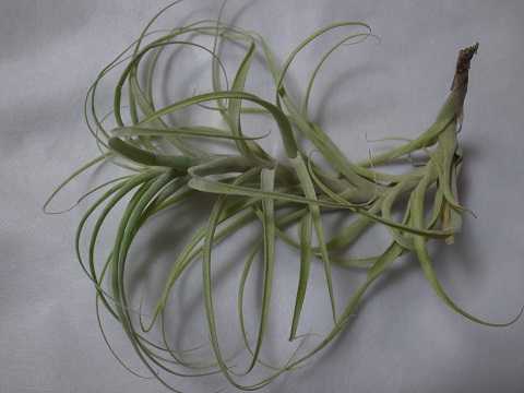 Tillandsia queroensis