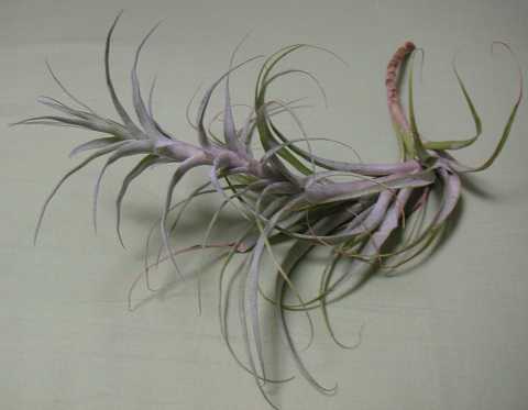 Tillandsia queroensis