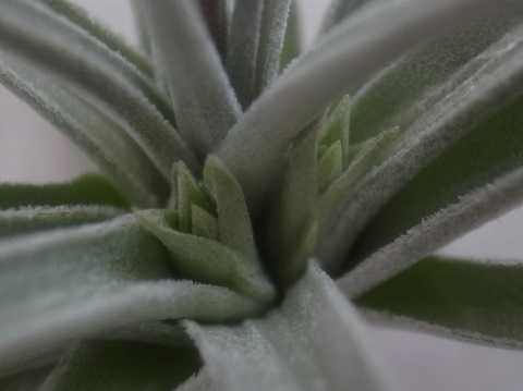 Tillandsia rauschii