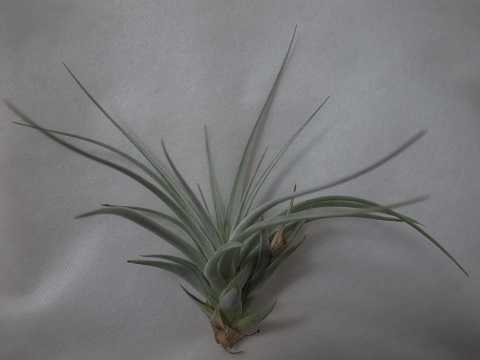 Tillandsia rauschii