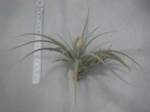 Tillandsia rauschii
