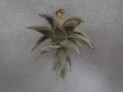 Tillandsia reclinata