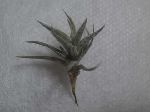 Tillandsia rectangula