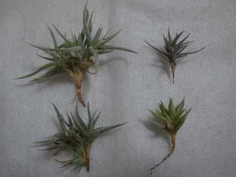 Tillandsia rectangula