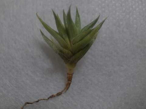 Tillandsia rectangula
