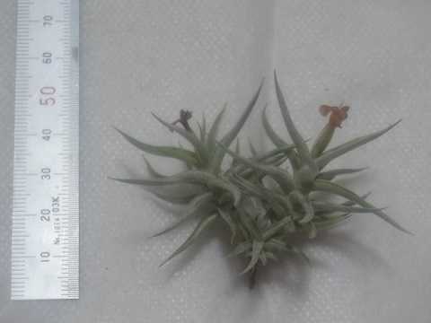 ティランジア レクタングラ 栽培品種 ブラウンフラワー