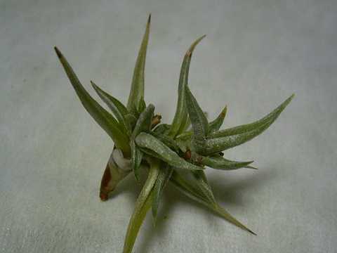 Tillandsia rectangula