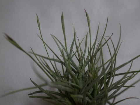 Tillandsia recurvata