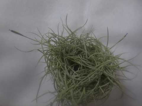 Tillandsia recurvata