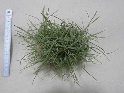 Tillandsia recurvata