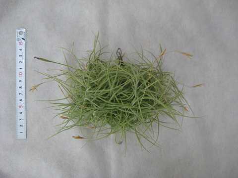 Tillandsia recurvata