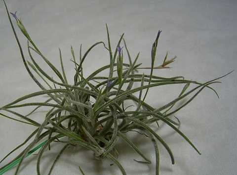 Tillandsia recurvata