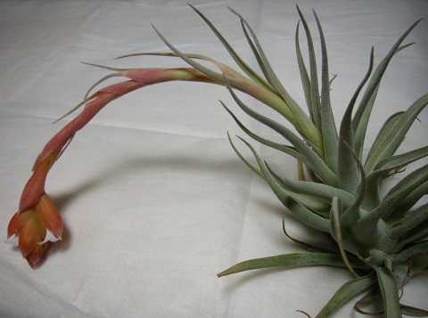 Tillandsia recurvifolia var. subsecundifolia