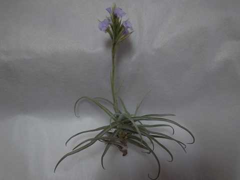 Tillandsia reichenbachii