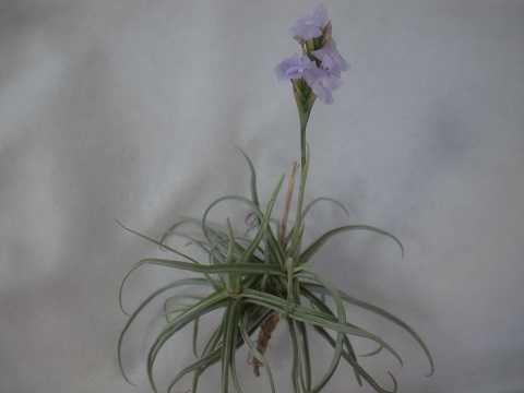 Tillandsia reichenbachii