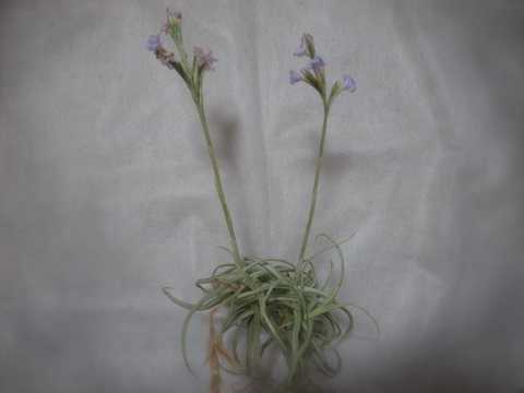 Tillandsia reichenbachii