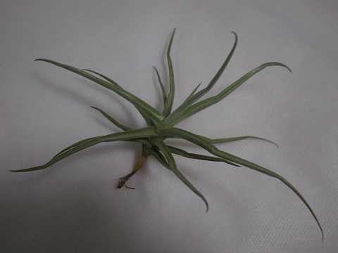 Tillandsia reichenbachii