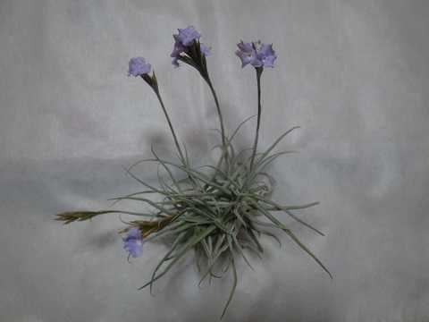 Tillandsia reichenbachii