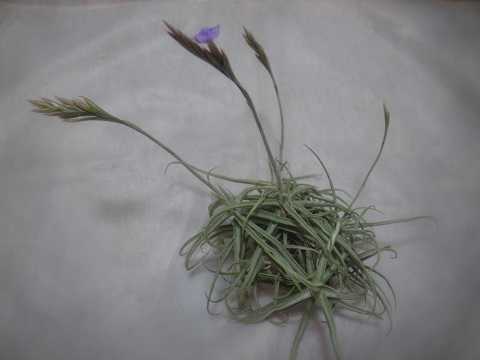 Tillandsia reichenbachii