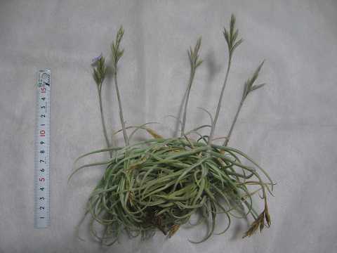 Tillandsia reichenbachii