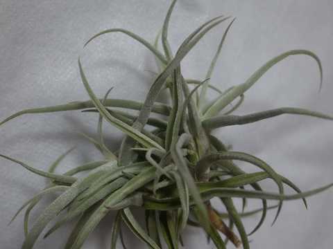 Tillandsia reichenbachii