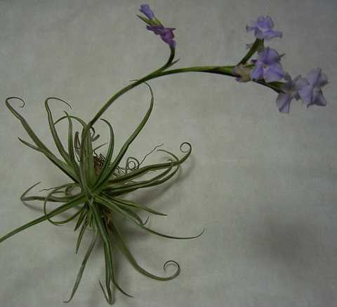 Tillandsia reichenbachii