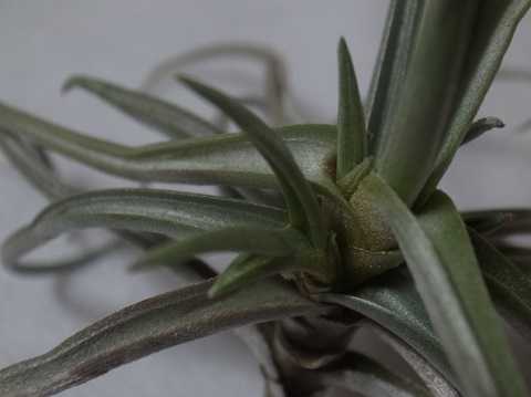 Tillandsia reichenbachii