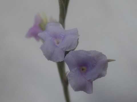 Tillandsia reichenbachii