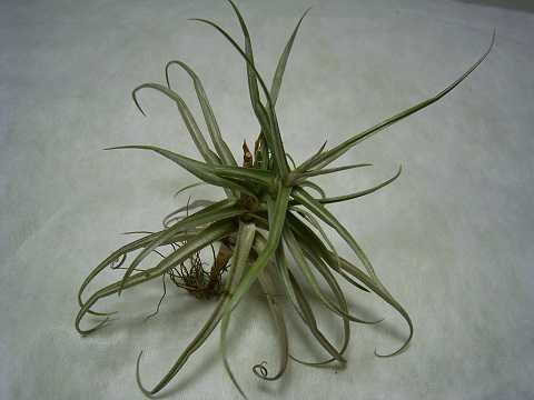 Tillandsia reichenbachii