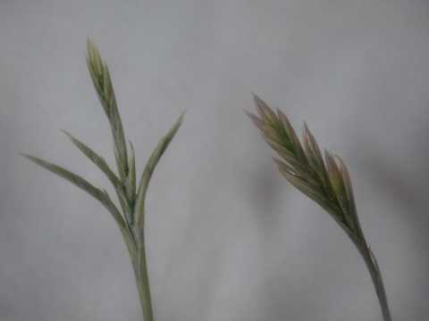 Tillandsia reichenbachii