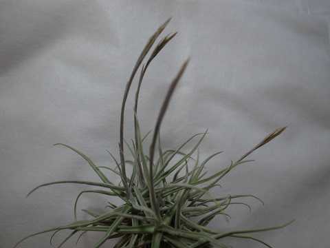 Tillandsia reichenbachii