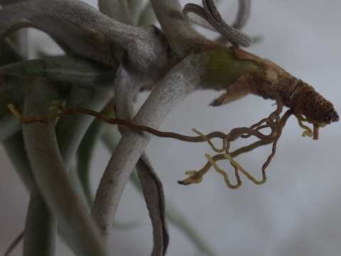 Tillandsia reichenbachii