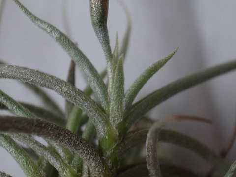 Tillandsia retorta
