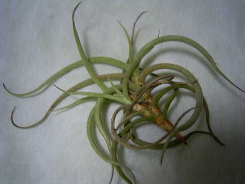 Tillandsia retorta