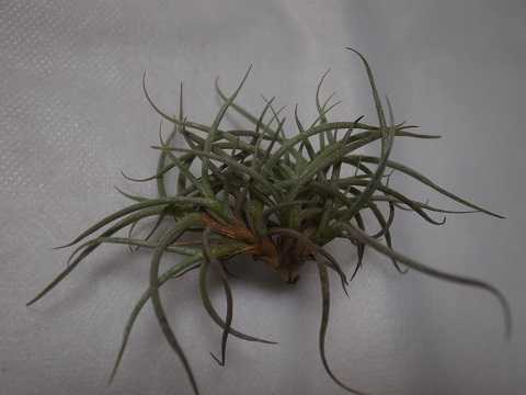 Tillandsia retorta