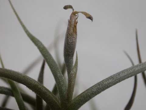 Tillandsia retorta
