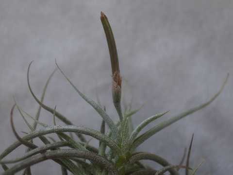Tillandsia retorta
