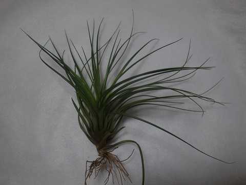 Tillandsia rodrigueziana