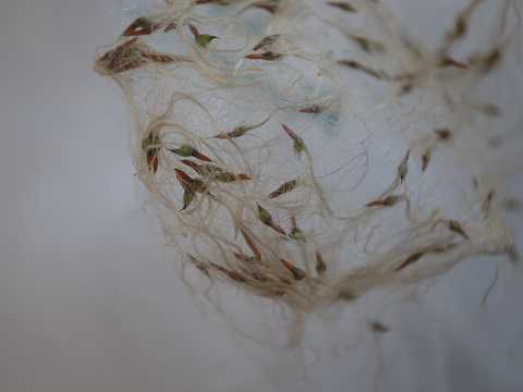 Tillandsia schiedeana