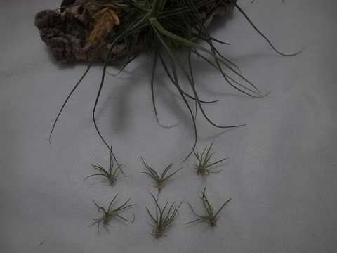 Tillandsia schiedeana