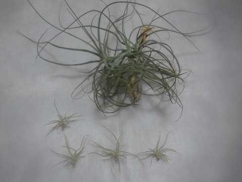 Tillandsia schiedeana