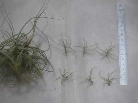 Tillandsia schiedeana